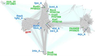 An Adenosine Triphosphate- Dependent 5′-3′ DNA Helicase From sk1-Like Lactococcus lactis F13 Phage